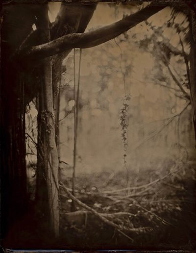 Eerie forest scene with tree on left, open brush on right