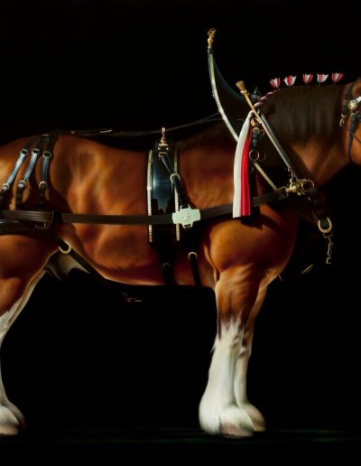 A detailed painting of a horse with a brown body and a white nose and legs on a black background. The horse is wearing a large black harness, blinders, and has a red and white ribbon tied in its mane.