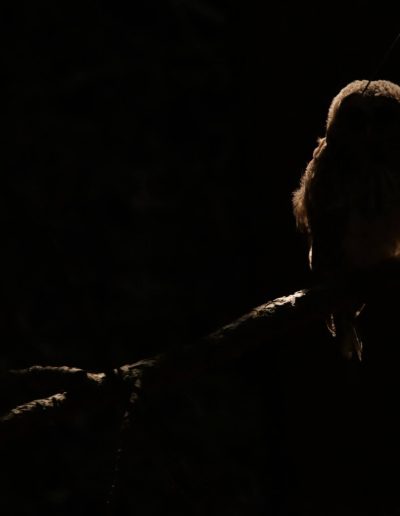 A photograph of two seated subjects who are only visible by the outline the light cast on them