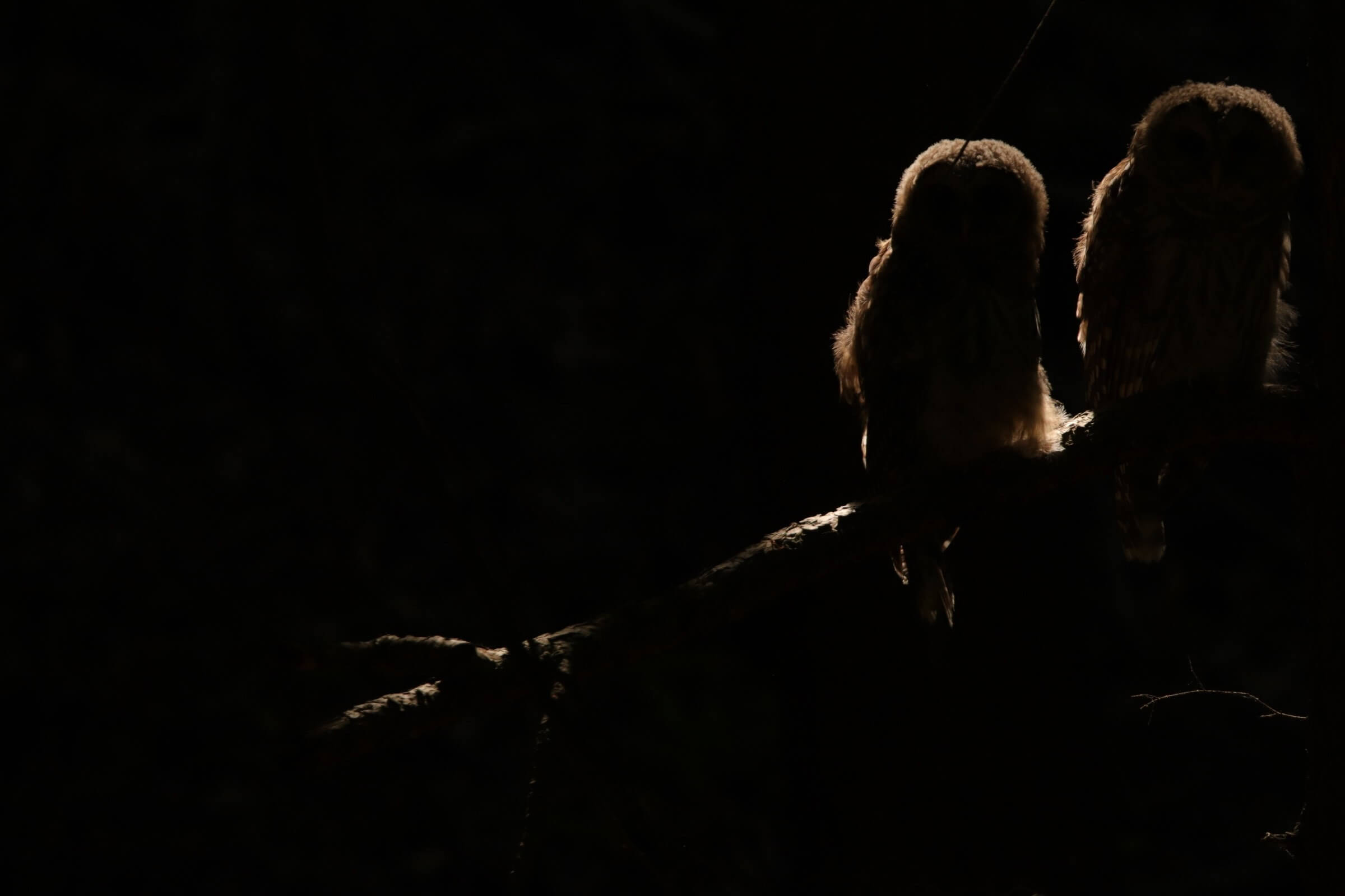 A black and white photograph of a ballerina backstage in the dressing room, sitting in front of a large mirror with bright lights above the mirror. Her arms are up in the air, fixing her hair pinned up. Her shoulder blades are exposed.
