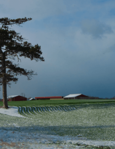 Landscape photo of a field. In the distance you can see multiple red buildings with white roofs, that appear to be barns or units for livestock. The field closest to the farm is a bright green, reflecting the shine of the midday sun. As we get closer to the point the photo was taken there are two trees standing side by side. Marking an invisible, almost wall line where we begin to see the grassy field riddled with powdered snow yet to be melted.