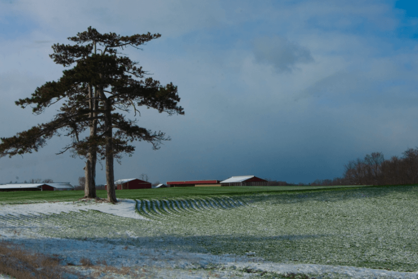 Landscape photo of a field. In the distance you can see multiple red buildings with white roofs, that appear to be barns or units for livestock. The field closest to the farm is a bright green, reflecting the shine of the midday sun. As we get closer to the point the photo was taken there are two trees standing side by side. Marking an invisible, almost wall line where we begin to see the grassy field riddled with powdered snow yet to be melted.