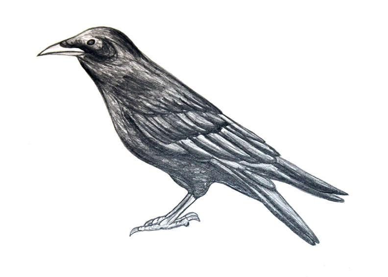 Drawing Crow